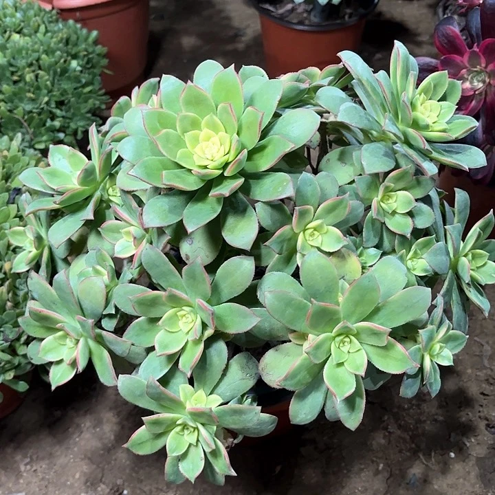 多肉植物艳日辉56