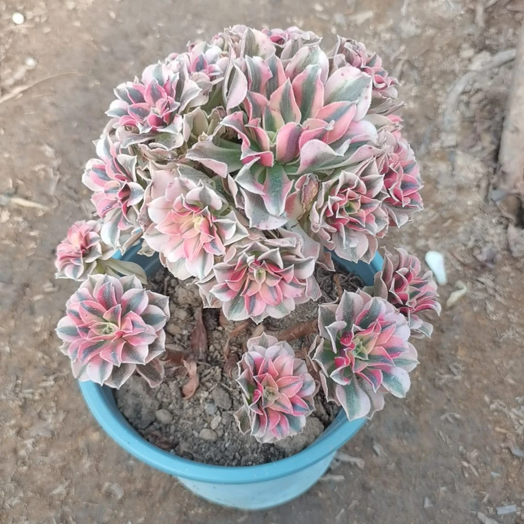 粉女巫多肉法师多肉2-8