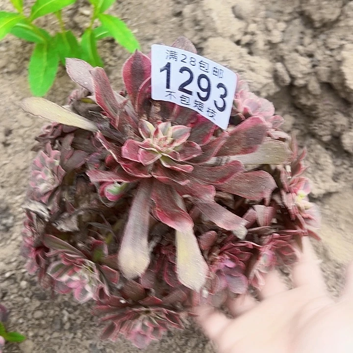 1293同花顺多肉植物法师