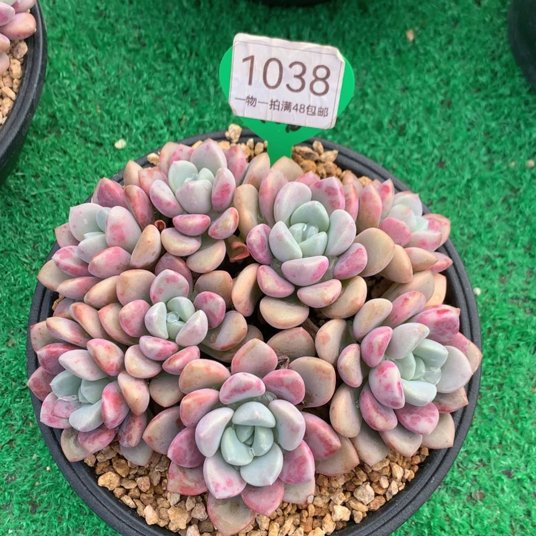 花斑露老桩平头1038