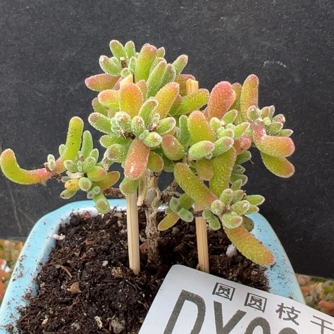【闪购商品】dy6375荔枝糯米糍冠幅4cm