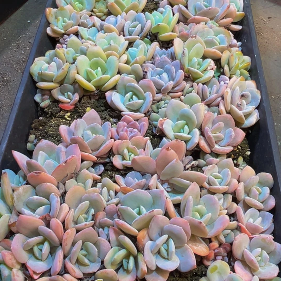 420多肉植物和各种动物