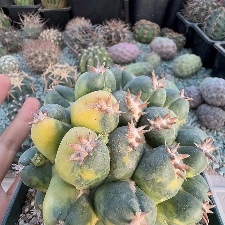 象牙锦。自根养定。11