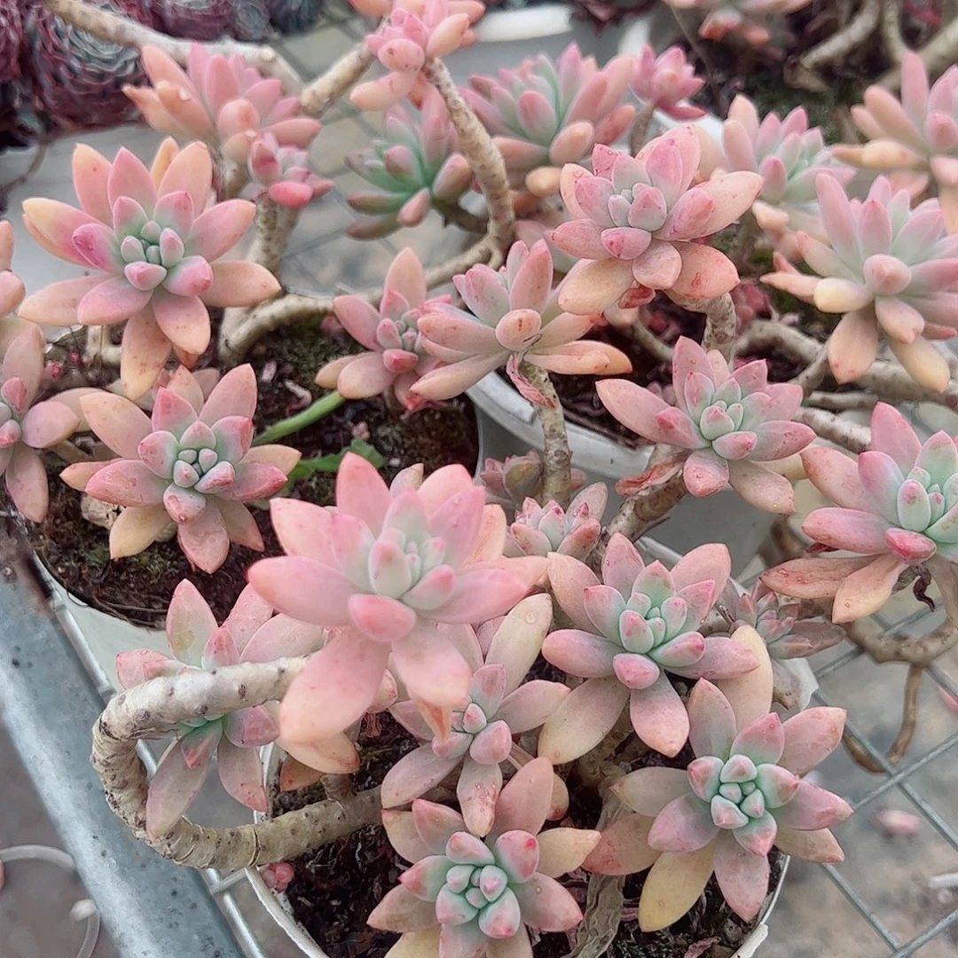 果冻果冻多头造型精品二盆