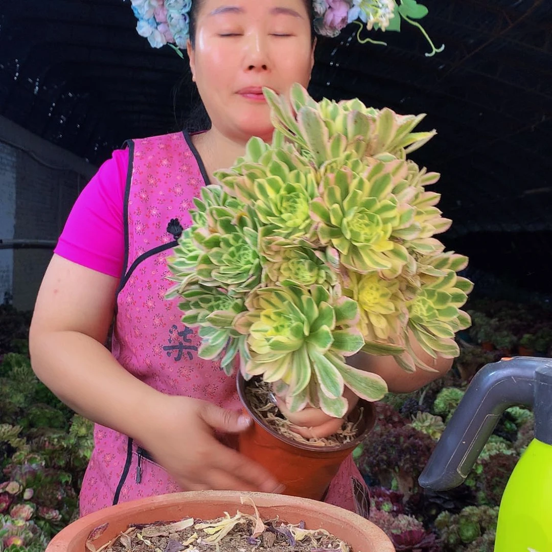 无花朵柒哥多肉法师不包侧断枝 艳柠