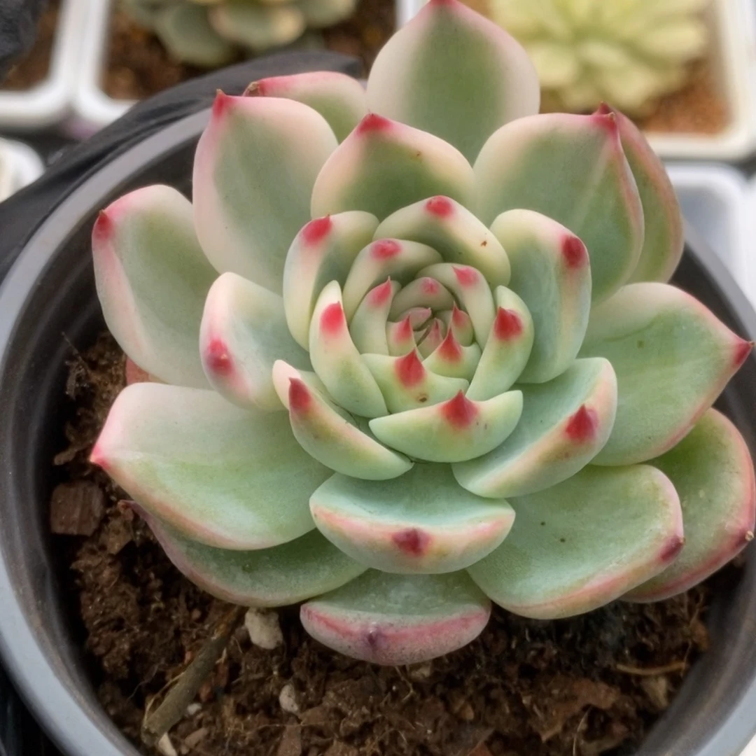 550锦锦锦锦锦锦锦锦