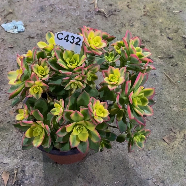 艳日辉多肉植物432