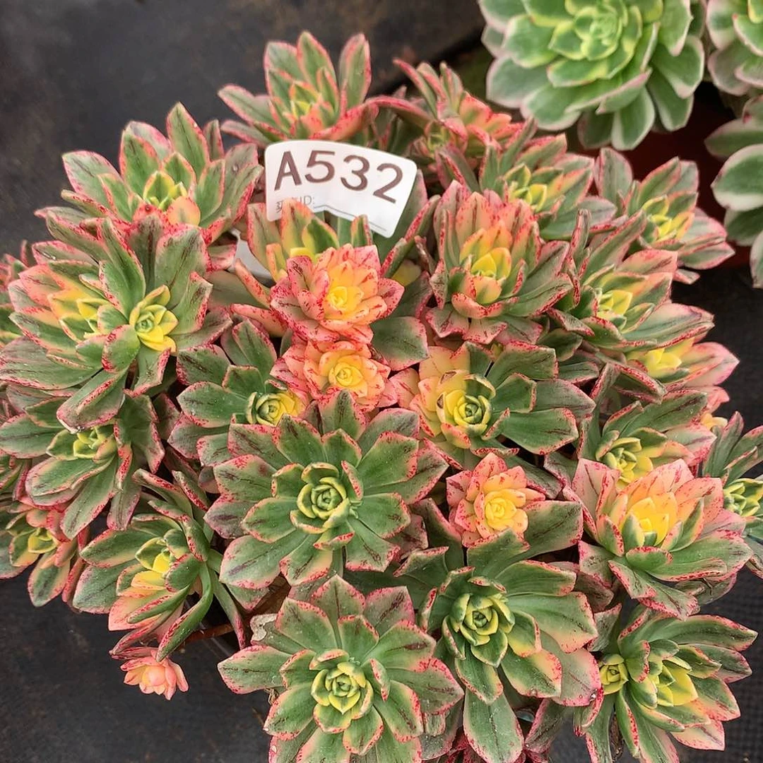 完全开放甜茶法师多肉植物532