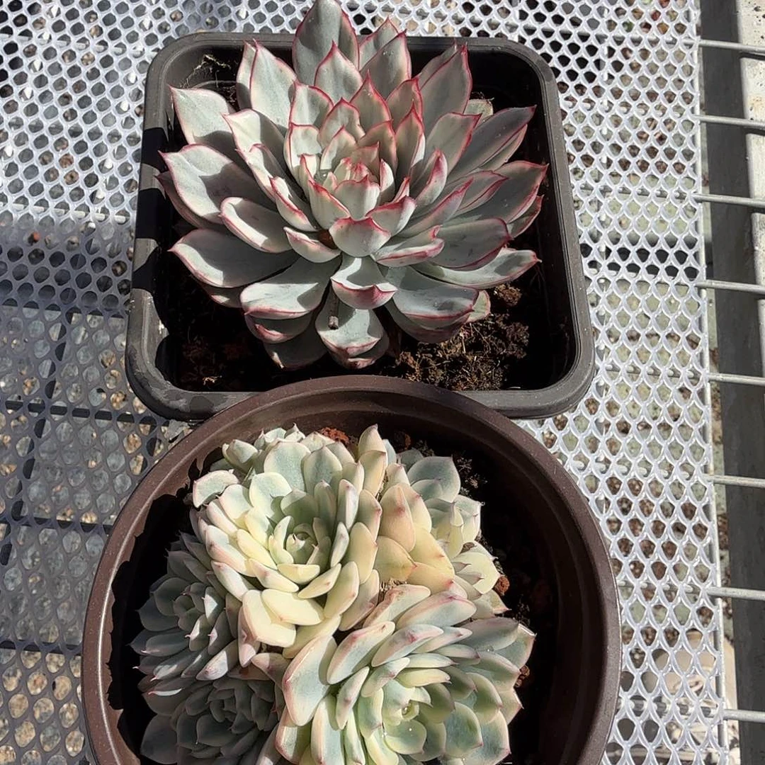 我***粿月光女神锦➕姬莲锦多肉植物