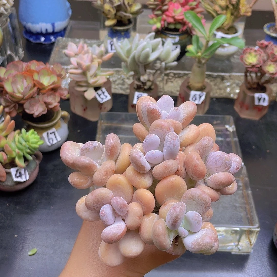 k****花钱花钱花钱花钱