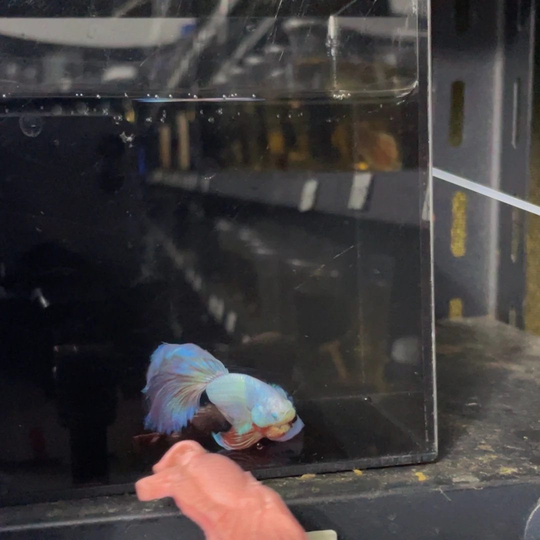 海水鱼怕啊哈哈哈哈哈565