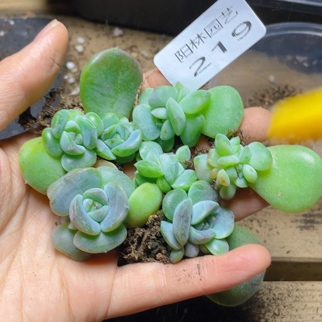 多肉植物多肉植物219