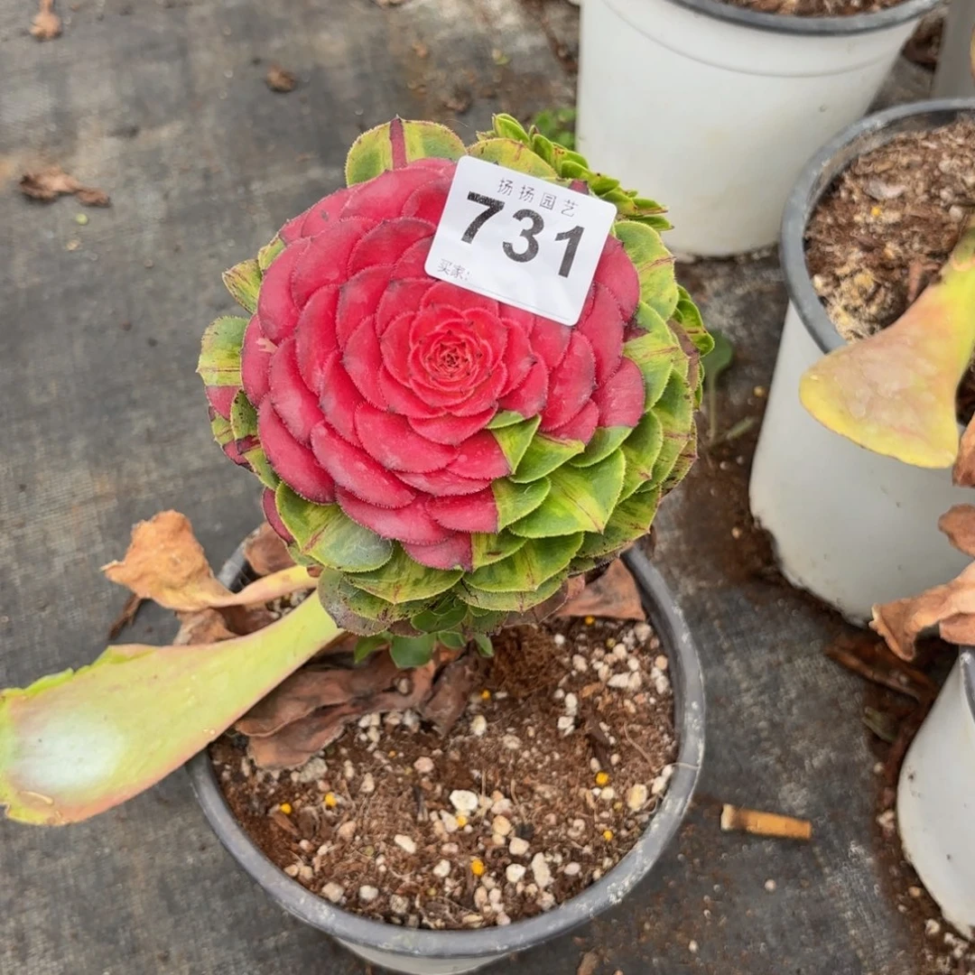 梦***见无花朵731多肉  知否