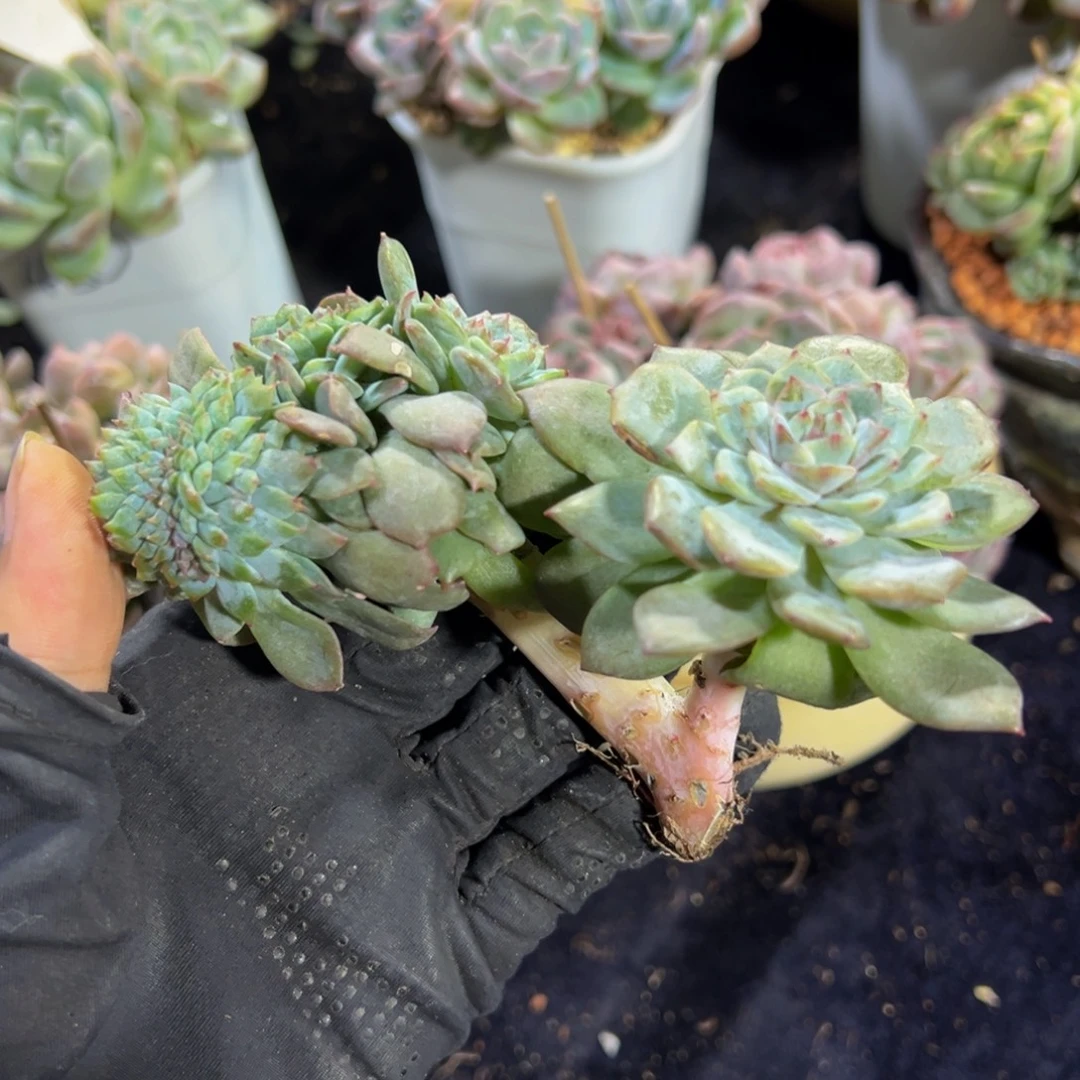 余***笙树莓红茶冰魄缀化