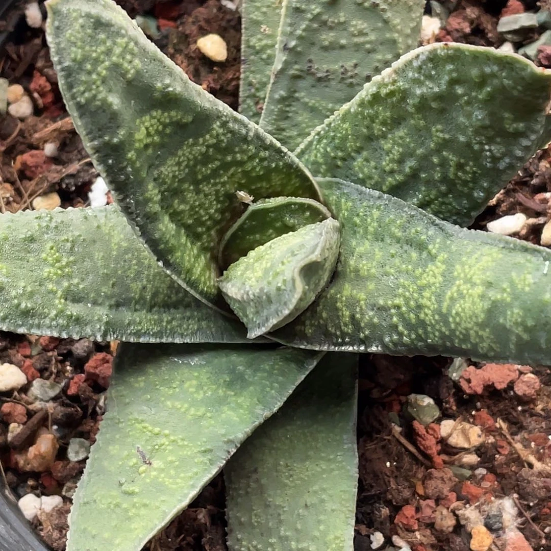 多肉植物脱土发货