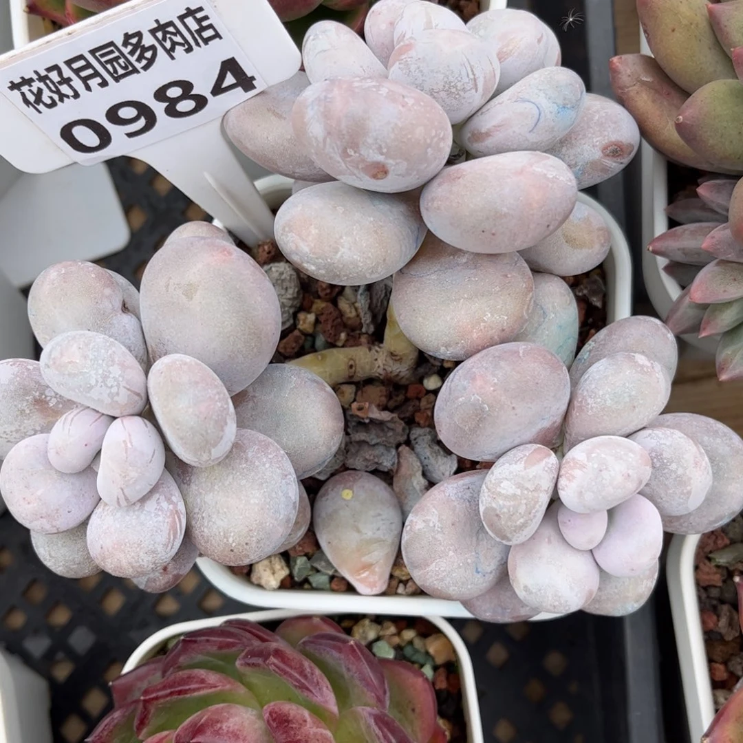 多肉植物0984 满30包邮