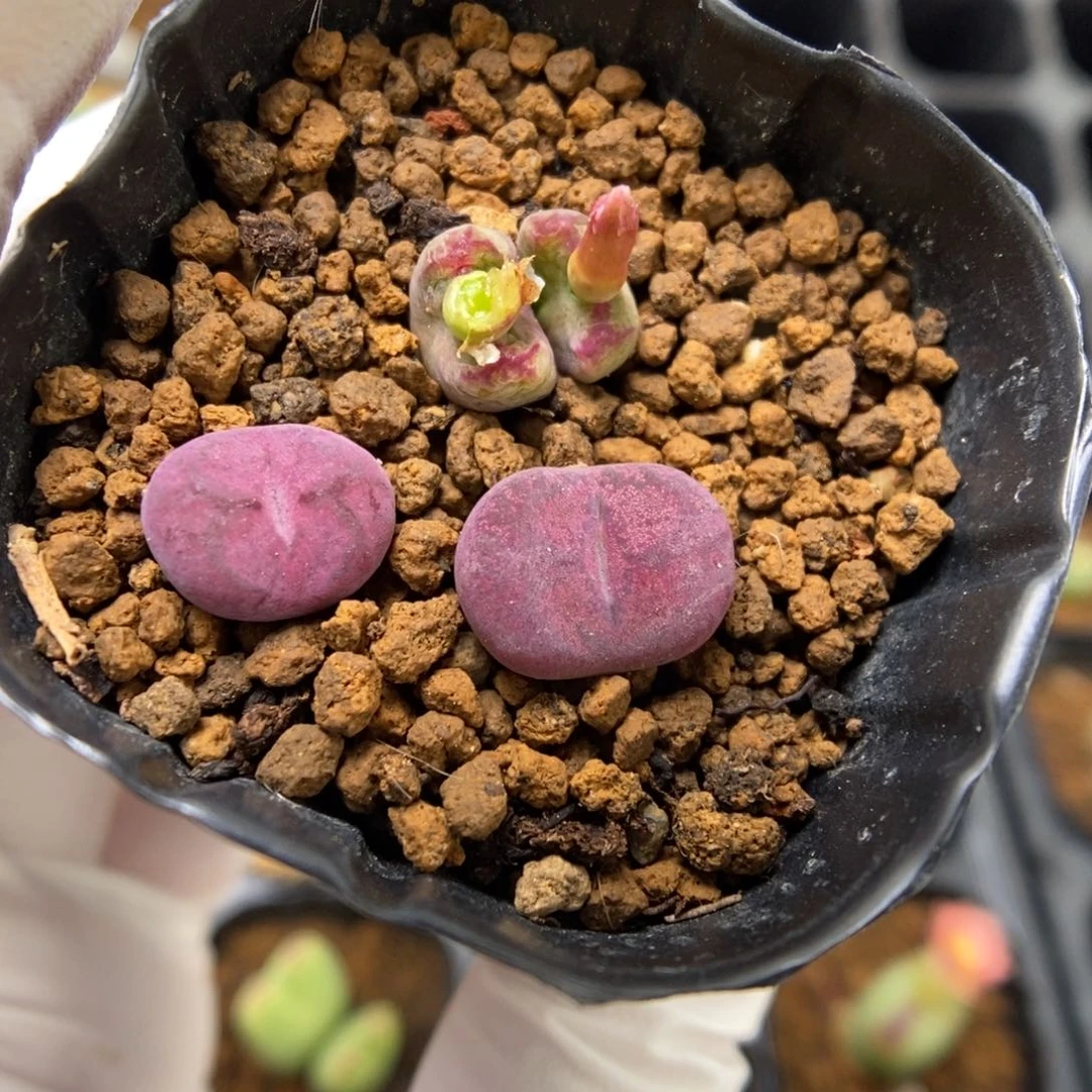 多肉植物肉锥杂交K-4043