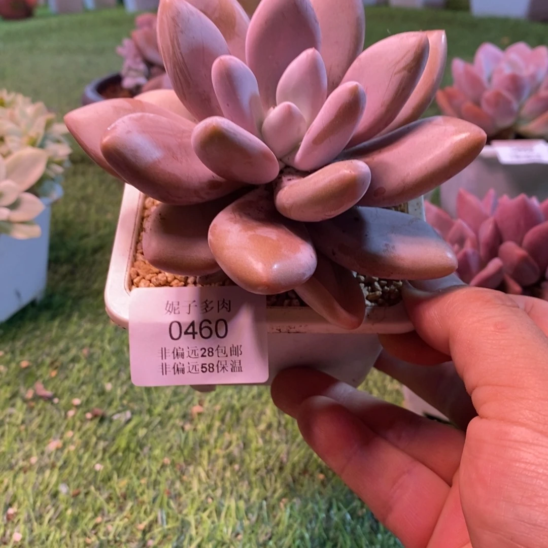 生***花0460啊啊啊啊啊啊啊