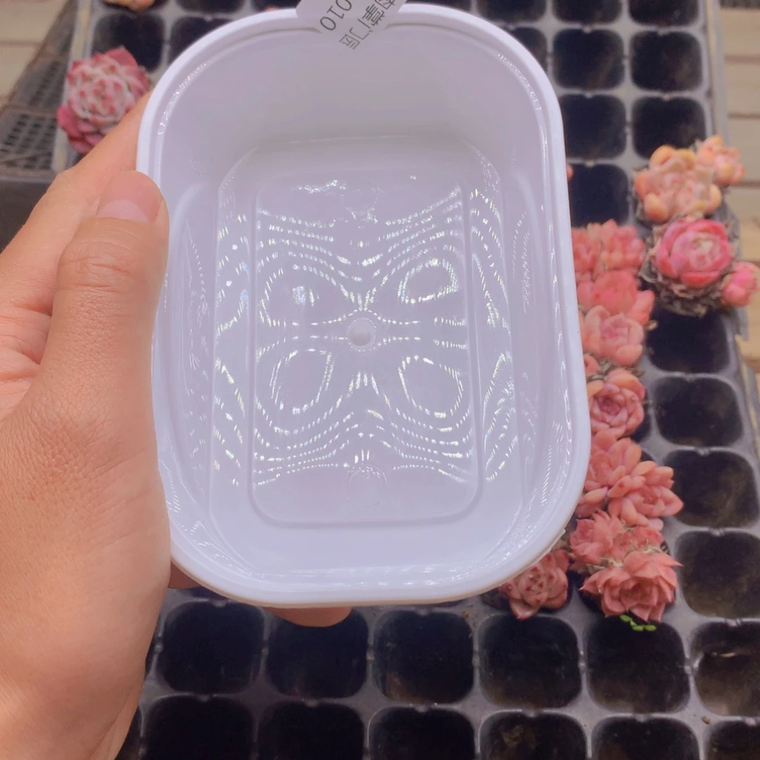 佳***娜双头多一点的105孔杂交多肉