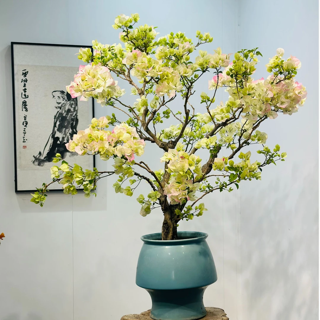 精品三角梅绿樱造型盆景客厅阳台盆景庭院勤花高端老桩四季开花