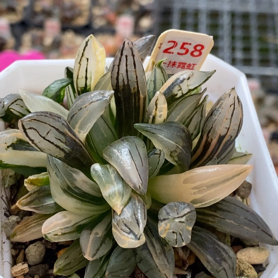 258号西瓜锦带盆发货多肉