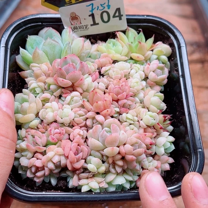 多肉植物多肉植物