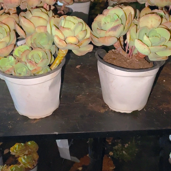 白月光直播间闪购9号小碧桃