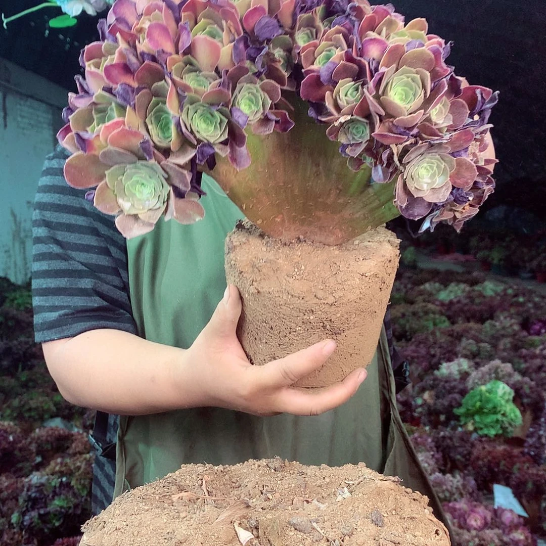 无花朵柒哥多肉法师不包侧断枝 58