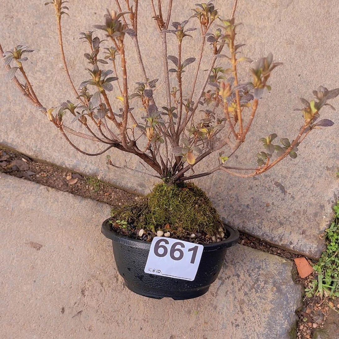 红陶直播时间一定一定