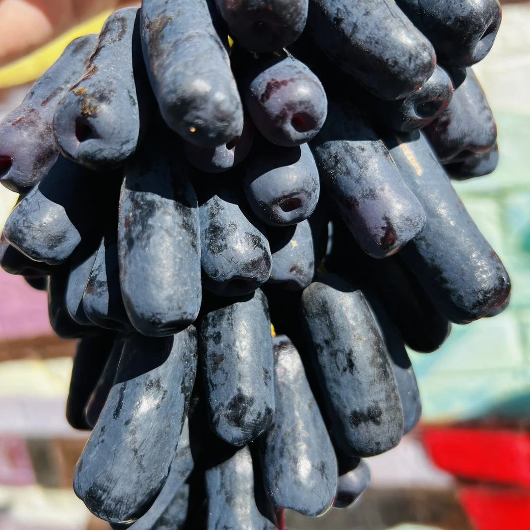 【磊哥心选】智利美人指葡萄一袋2斤左右卡萨布兰卡谷