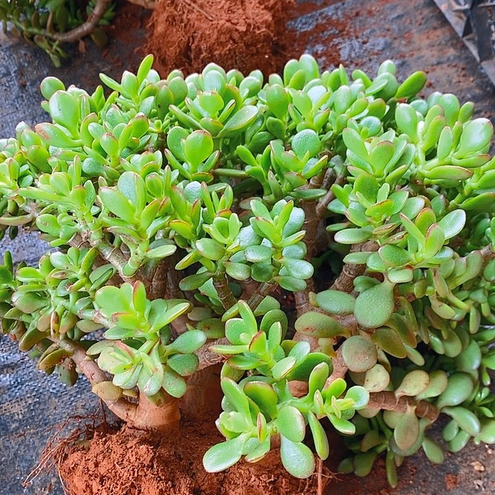 姬红花月一物一拍多肉植物