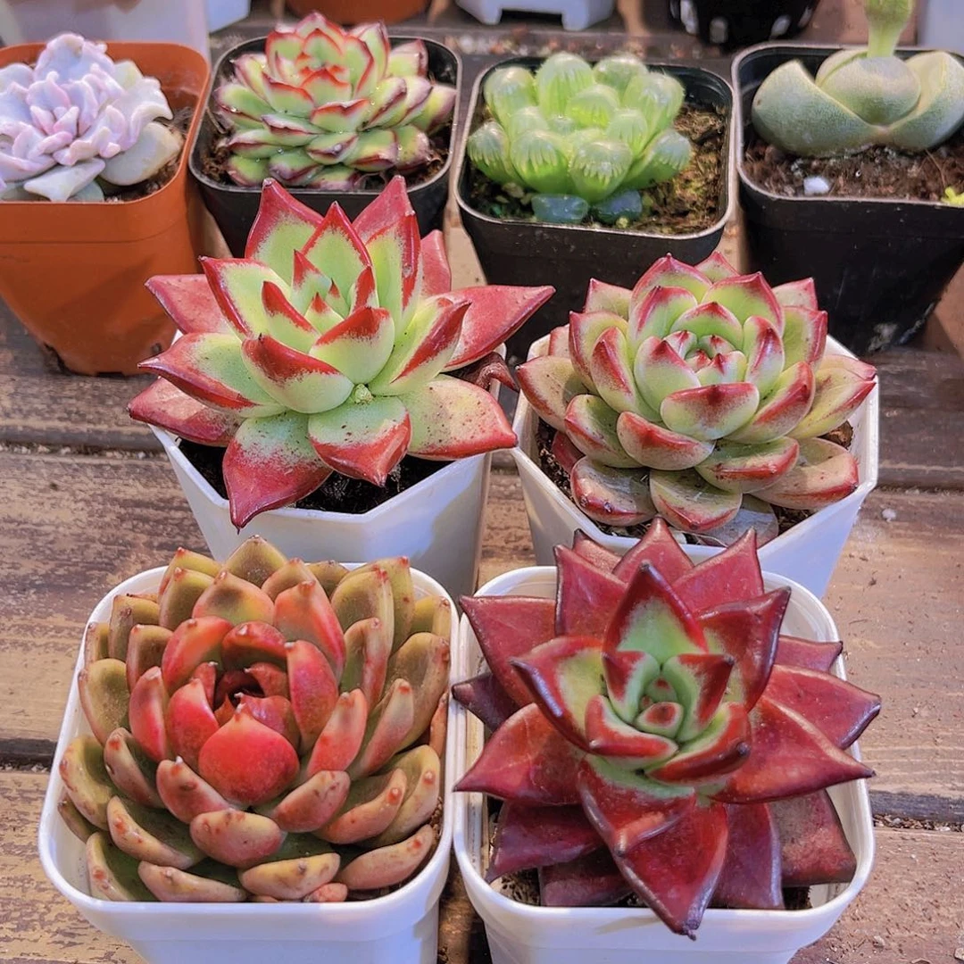 红乌木➕黑玫瑰➕罗卡➕夜魔侠