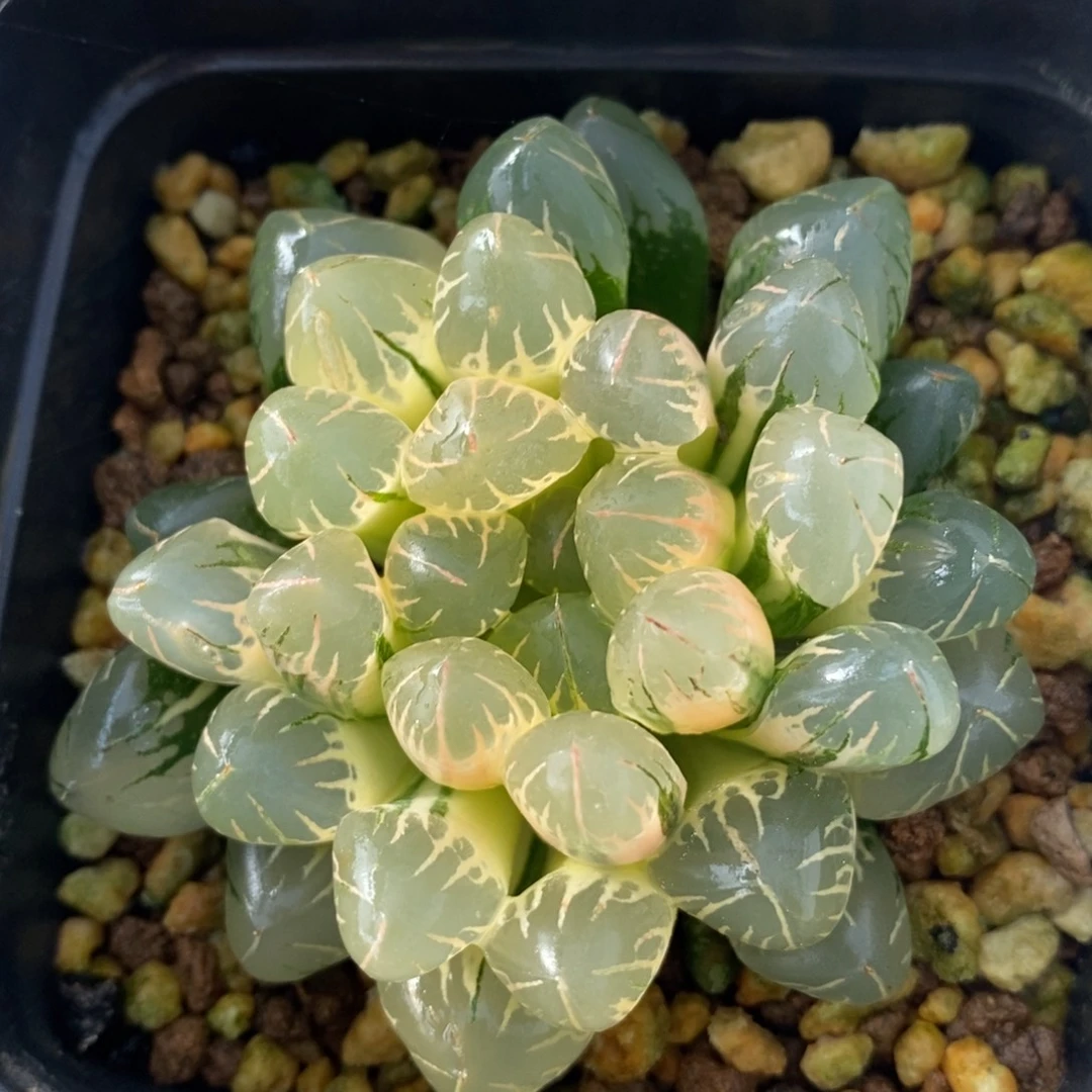 一颗实生糊斑玉露锦     中秋福利
