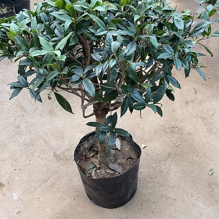 完全开放四季金桂花