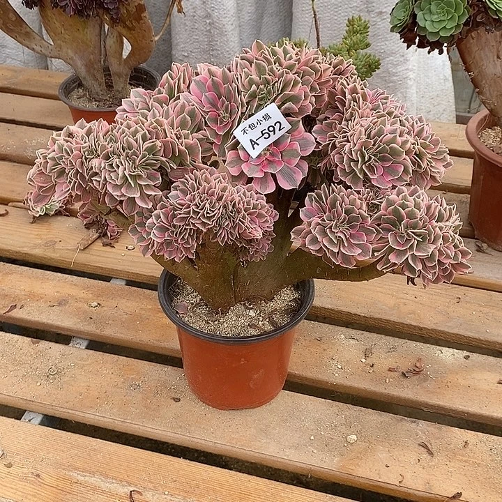 592 粉女巫缀宽35 公分