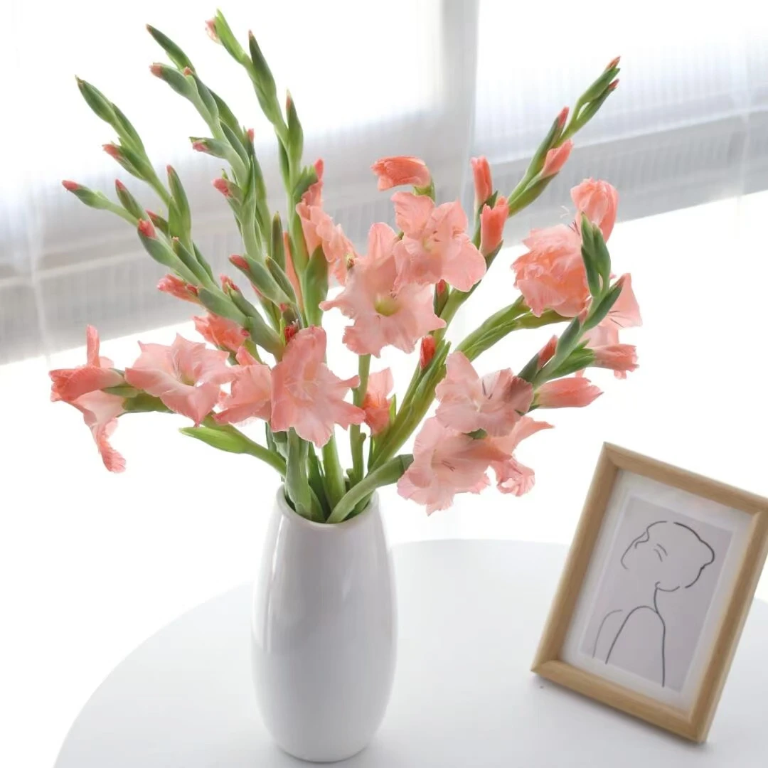 （买5枝+送5枝）广东粉色剑兰鲜切花产地直发品质保证好养护年宵花