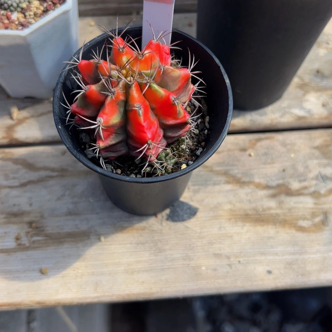 铲***ᓗ花蝴蝶仙人球多肉植物041