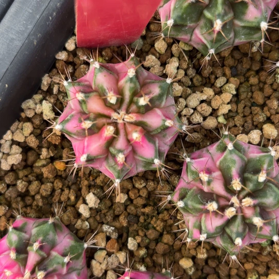 L505-0103泰国发货 粉钻