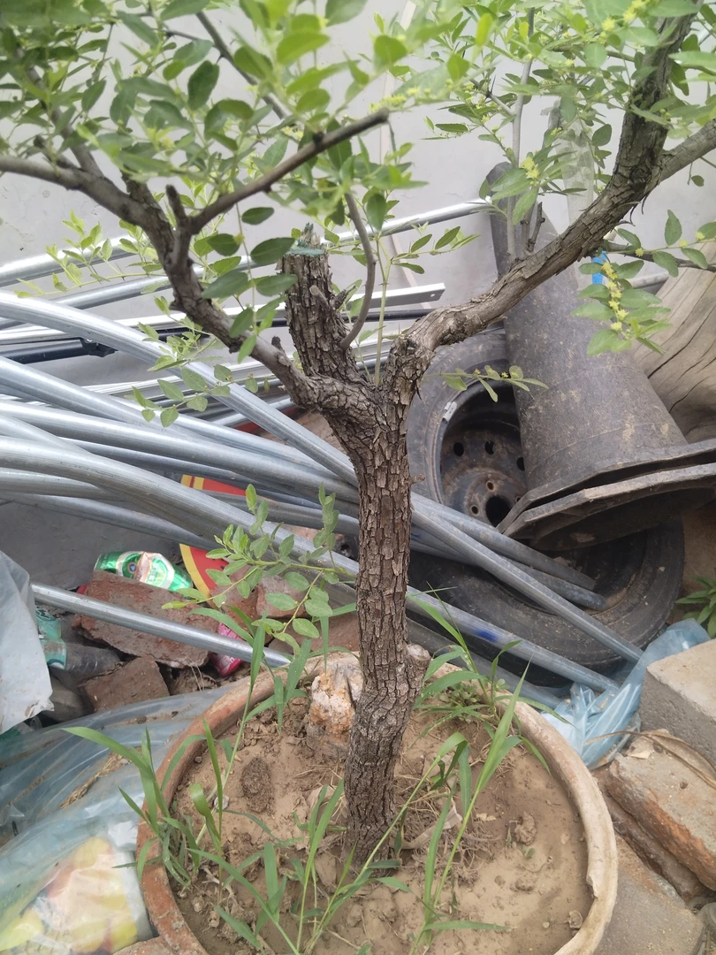 小叶黄荆盆栽绿植盆景