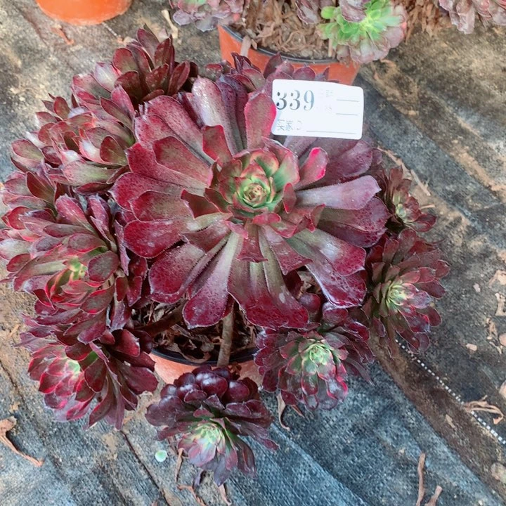 多肉植物火烧云339