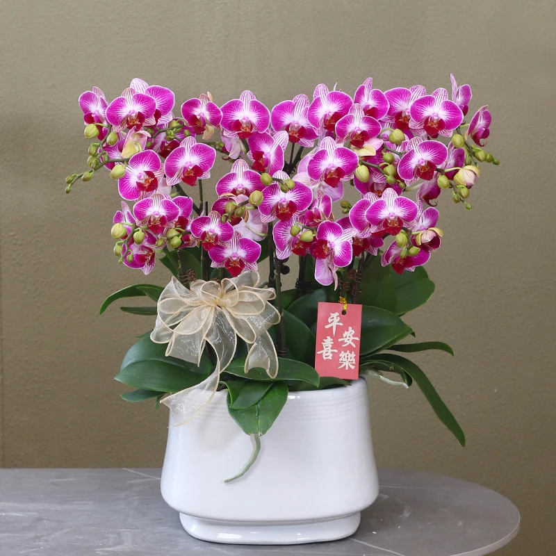 蝴蝶兰【幸福鸟】带花带盆组好伴手礼送礼茶桌婚礼客厅美化装饰