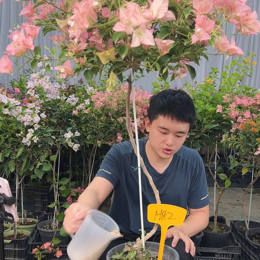 m***雯当前无花栽培后可以开花H82卡亚塔