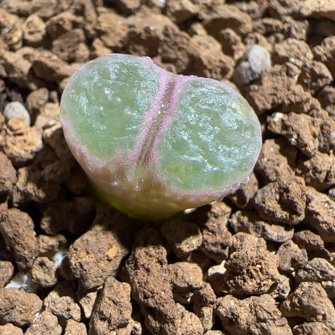 肉锥多肉植物组合-绿焰1023