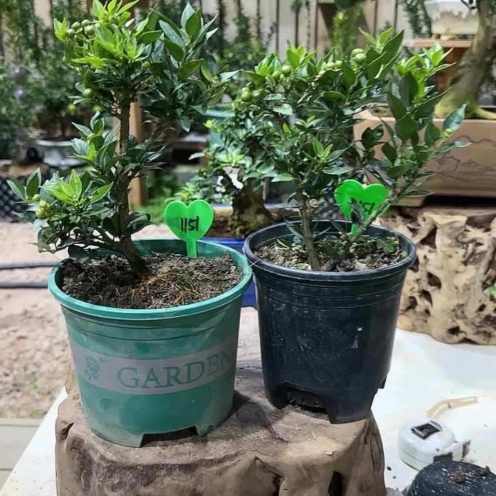 用***5直播间八房柑一物一拍