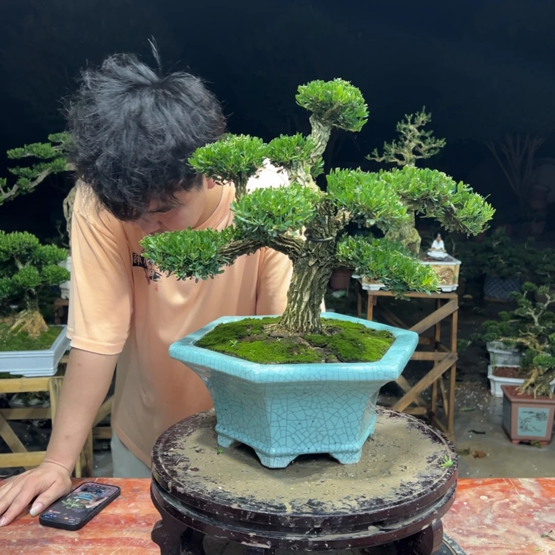 无花朵广东皱皮雀舌黄杨