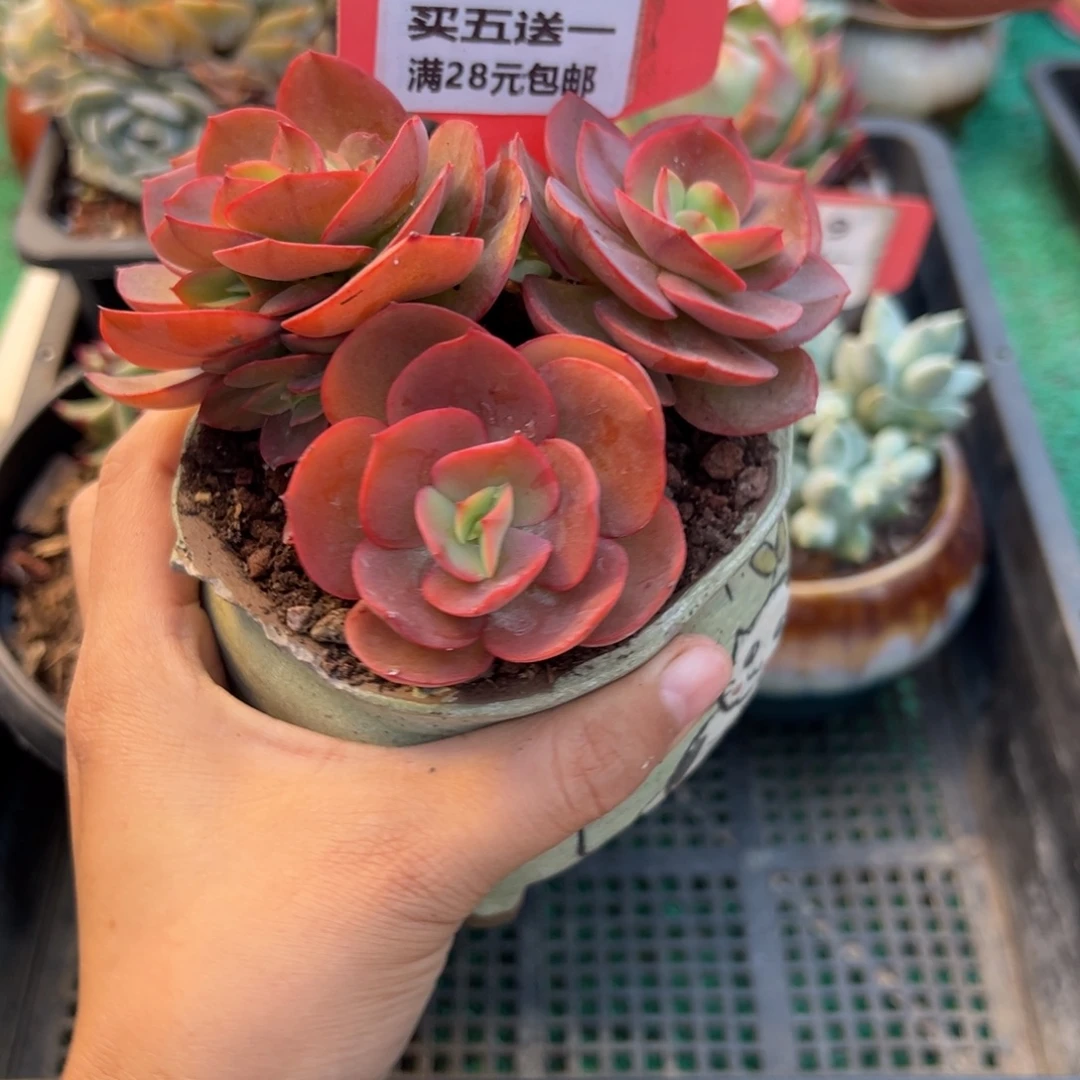 表妹精品多肉植物1061: