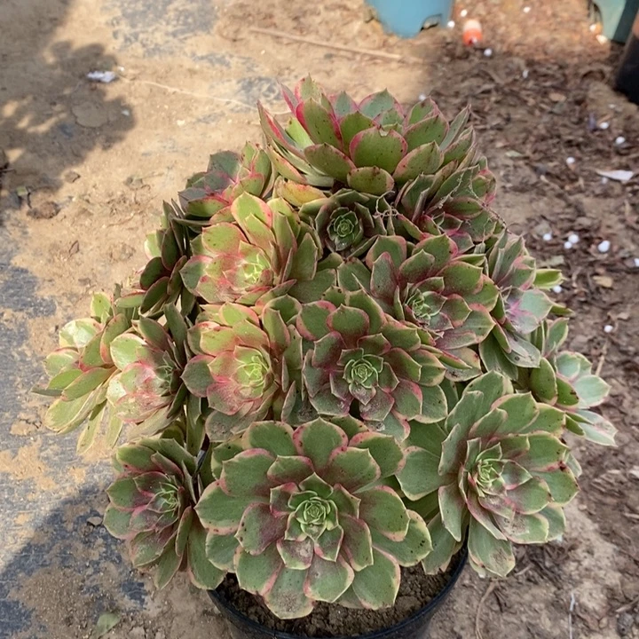 粉花妖多肉植物1。