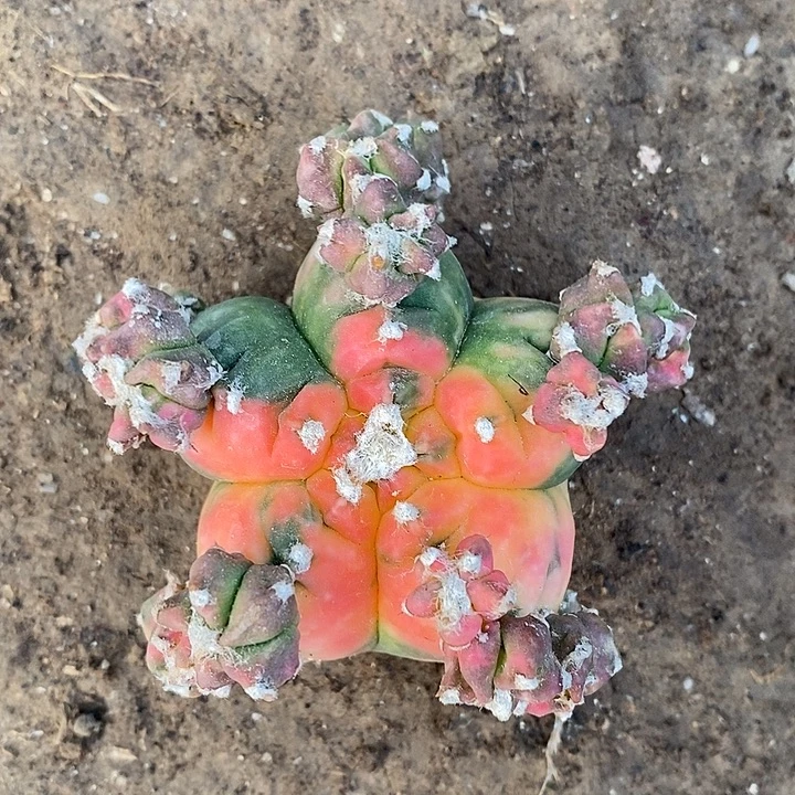 自根散斑龟甲鸾锦