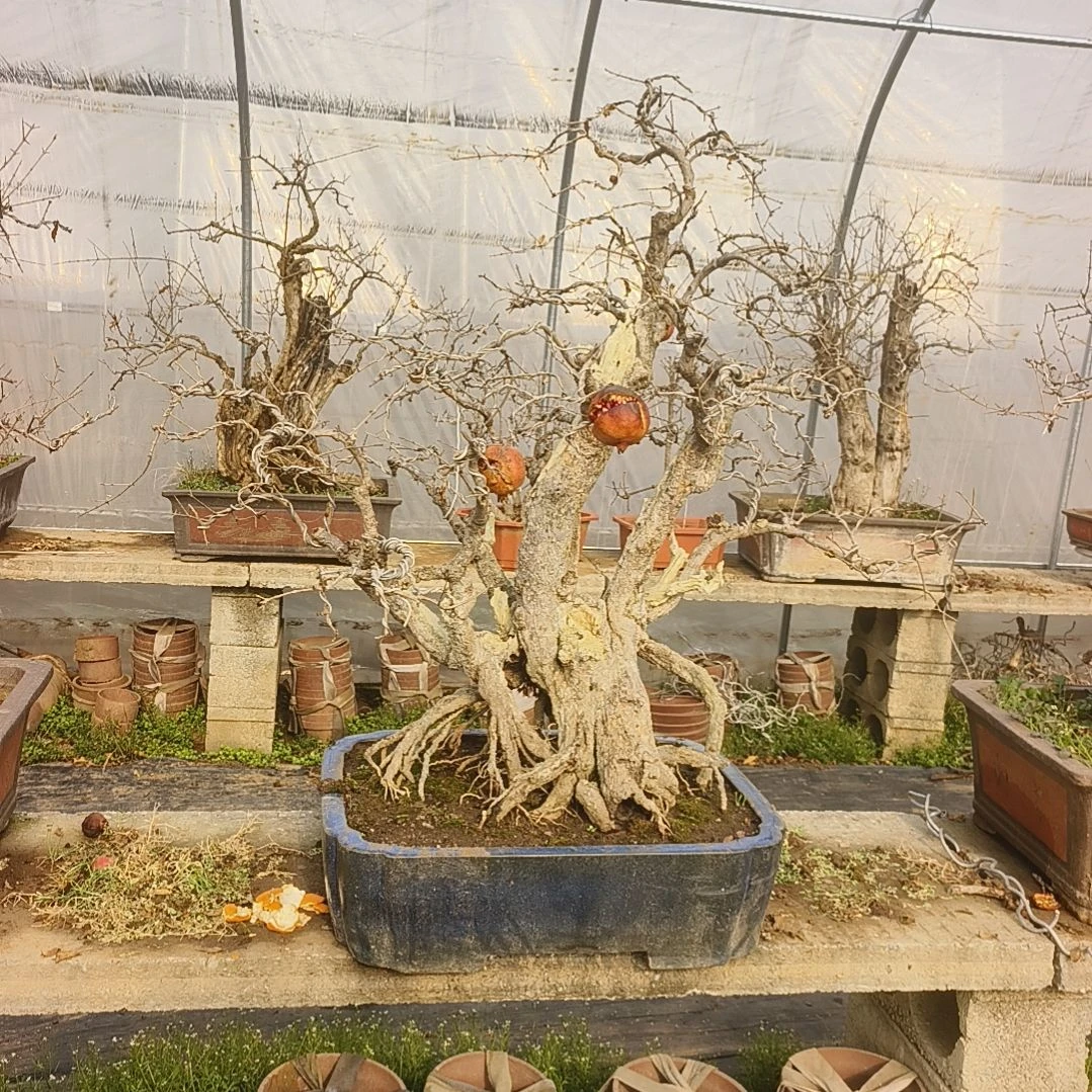 以实际为准高端精品山石榴老桩盆景