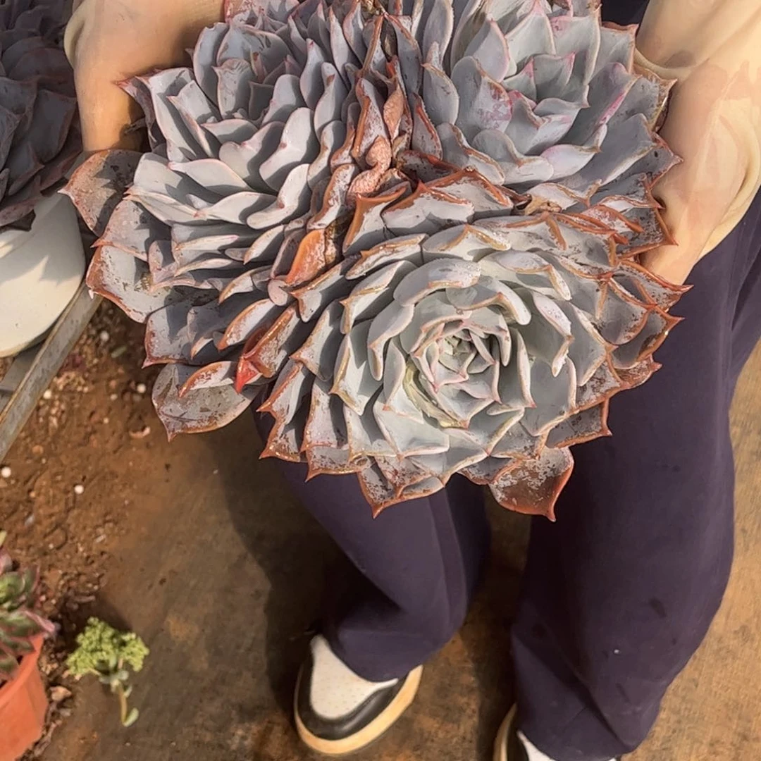 露西娜一单包邮发货